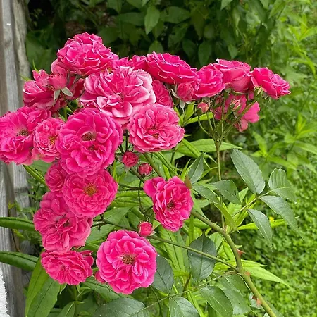 Takovo - Odmor U Selu Gornji Milanovac