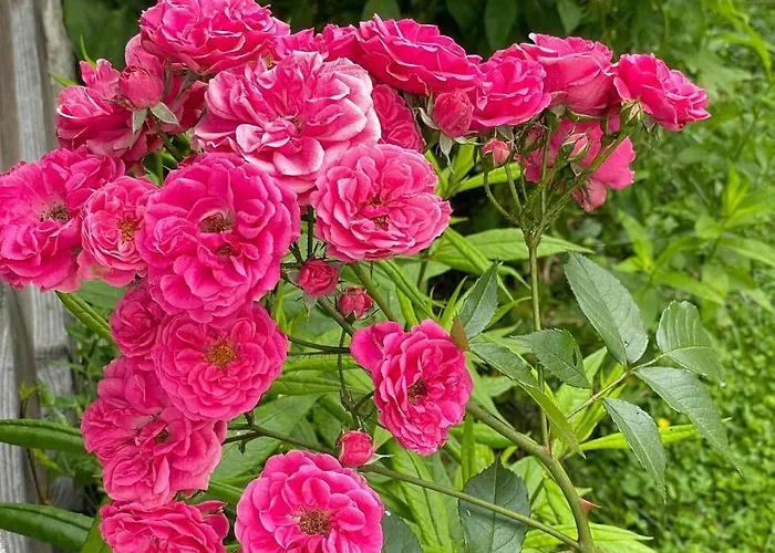 Takovo - Odmor U Selu Gornji Milanovac